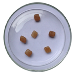 包埋化微生物(图1)